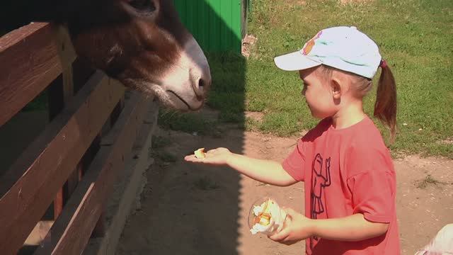 Зоопарк .Ослик смотреть онлайн