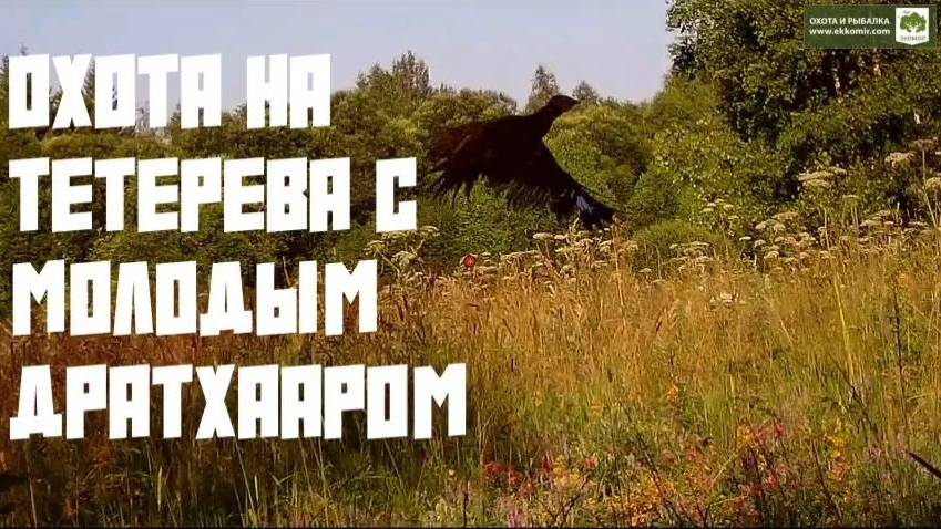 Охота на тетерева с молодым дратхааром. +18 смотреть онлайн