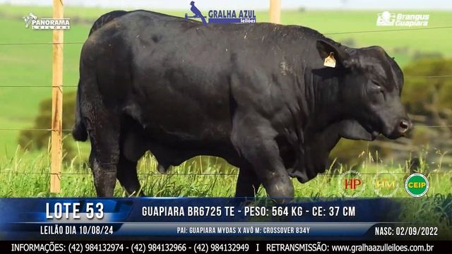 LOTE 53 смотреть онлайн