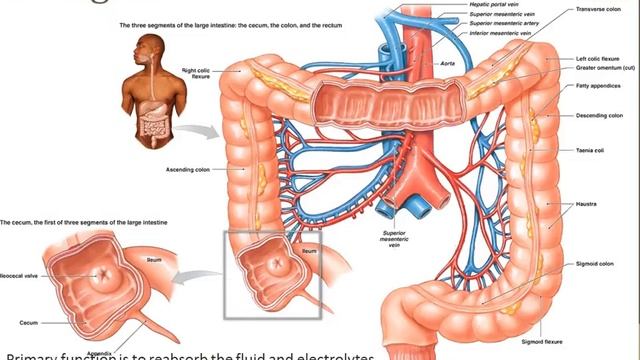 Digestive System - Part 4 смотреть онлайн