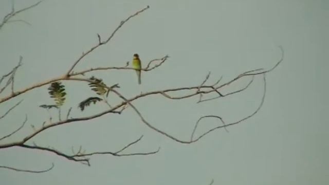 Буроголовая щурка Chestnut headed-Bee eater Merops leschenaulti смотреть онлайн