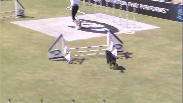 Small Dog Agility Winner - 2014 Purina® Pro Plan® Incredible Dog Challenge Eastern Regionals смотреть онлайн