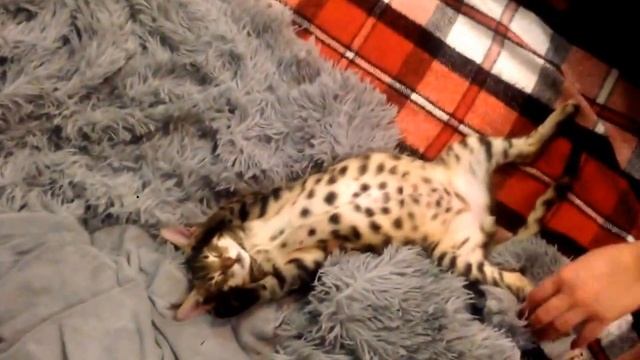 Прикол))) Кто спал? Я спал???!!!))))))) смотреть онлайн