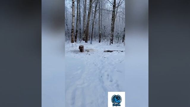 Жесткая Петарда Dum Bum 30 Пень в щепки смотреть онлайн