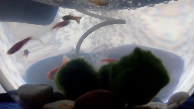 МОЇ РИБКИ смотреть онлайн