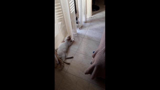 Ginger играет⚽