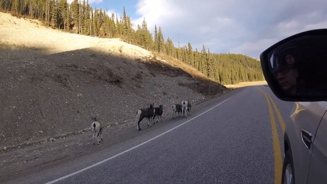 Driving the Alcan Highway in winter with a 2month old baby from Kodiak Alaska to Larkspur Colorado. смотреть онлайн