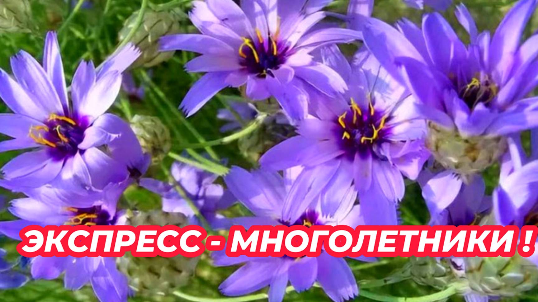 ЭКСПРЕСС-МНОГОЛЕТНИКИ из семян цветущие в год посева! Посейте эти цветы на рассаду смотреть онлайн