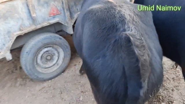 BUXORO VOBKENT MOL BOZOR .БУХОРО ВОБКЕНТ МОЛ БОЗОР. 10 октября 2020 г.