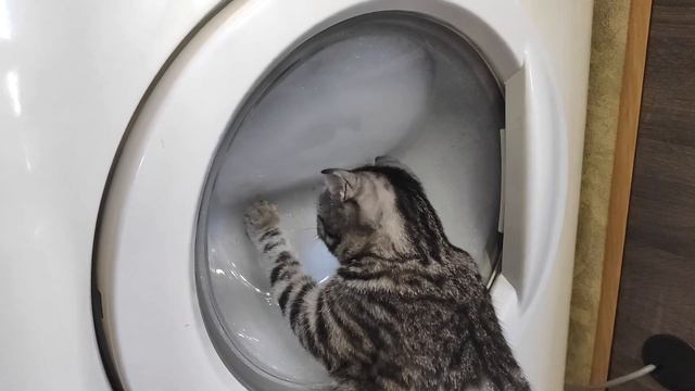 Забавная кошка играет во время стирки Funny cat playing while washing смотреть онлайн