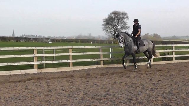 Henry: rising 6 yrs Steel Grey ISH mannerly hunter смотреть онлайн