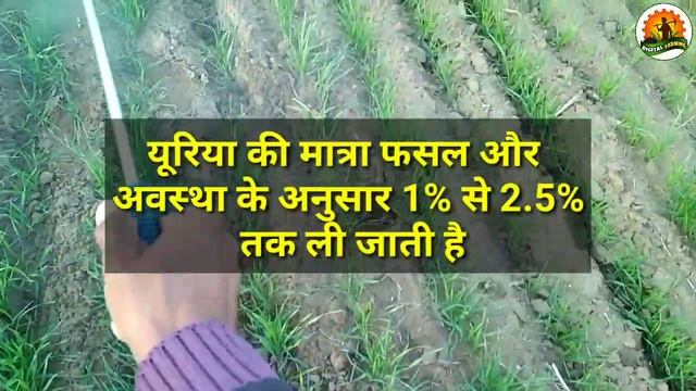 यूरिया का स्प्रे करने का सही तरीका और डोज | यूरिया की स्प्रे कब और क्यों | urea fertilizer смотреть онлайн