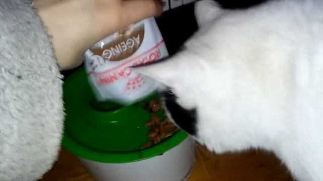 Royal Canin Ageing Pâtée en sauce pour chat de 12ans et plus - Zoomalia смотреть онлайн