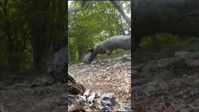 Дальше сверлить на пляж - видео на канале. #крым #крымскиегоры #алушта смотреть онлайн