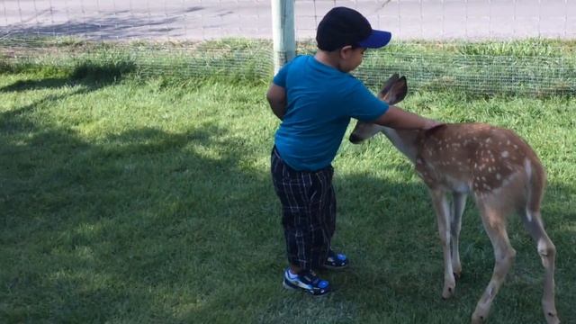 Santi vs a deer смотреть онлайн