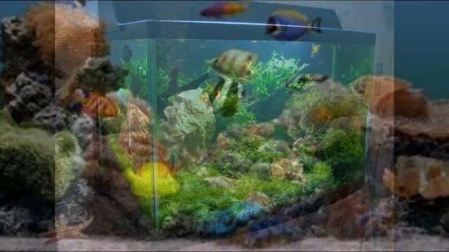 Аквариум с Рыбками АсР 31 смотреть онлайн