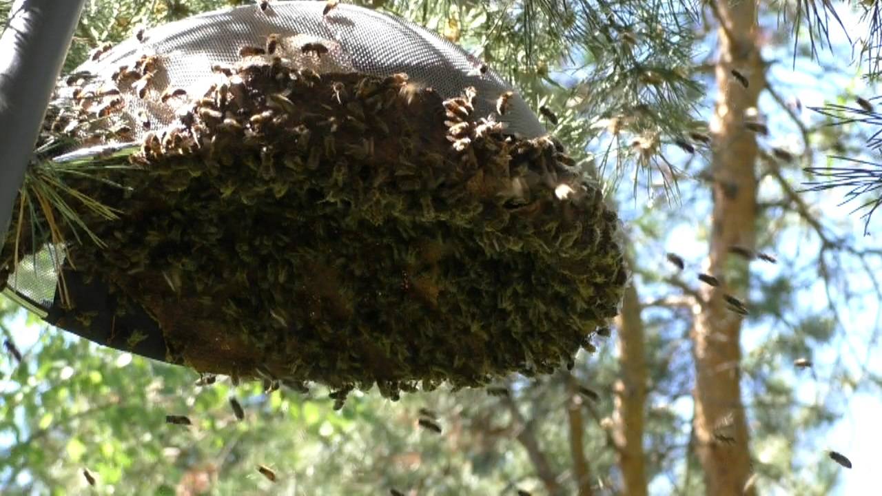 Почему рои пчел улетают с пасеки смотреть онлайн