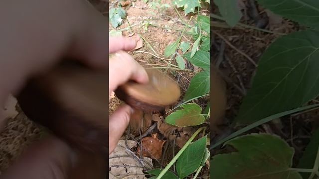 Поход в лес за грибами смотреть онлайн