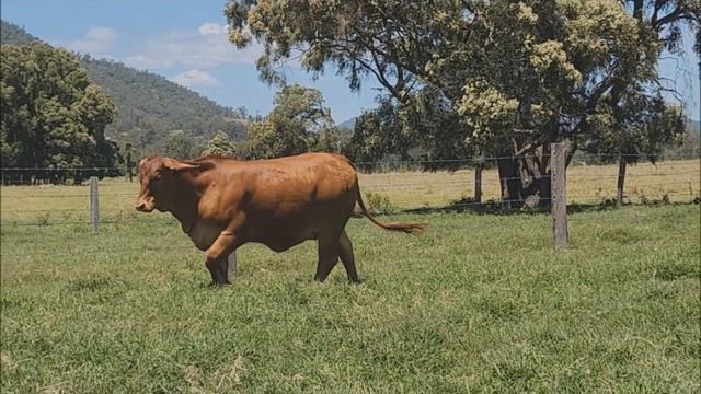 Bryvonlea Droughtmasters Lot 76 Bryvonlea Ice Princess (PP) - Cream of the Crop 2022 смотреть онлайн