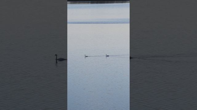 Дикие лебеди, Торопец #лебеди #лебединаяверность #Торопец #дикиелебеди #паралебедей #природаРоссии смотреть онлайн