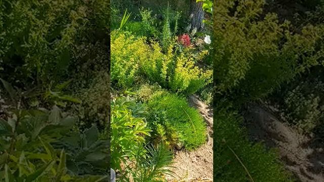 Христианский Стих: Как лань желает к потокам воды смотреть онлайн