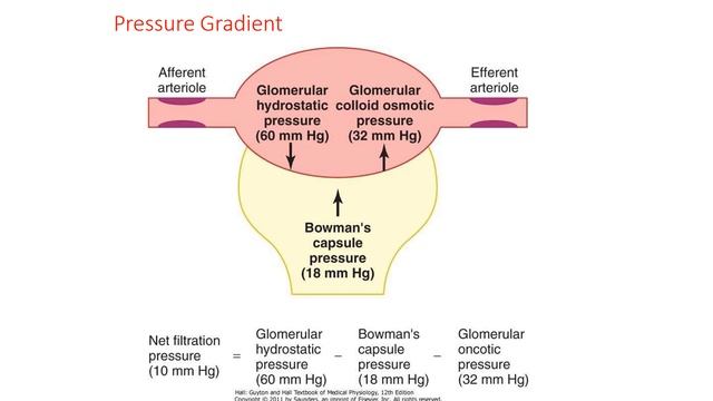 GLOMERULAR FILTRATION RATE. смотреть онлайн