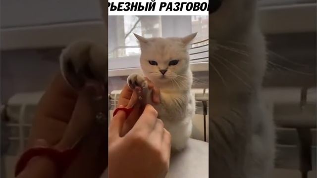 Очень важный разговор смотреть онлайн