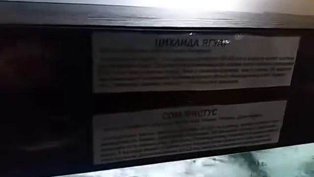 Красивые аквариумы смотреть онлайн