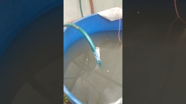Клареевый сом в бочке часть 2 смотреть онлайн