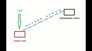 И пчелы роиться не будут