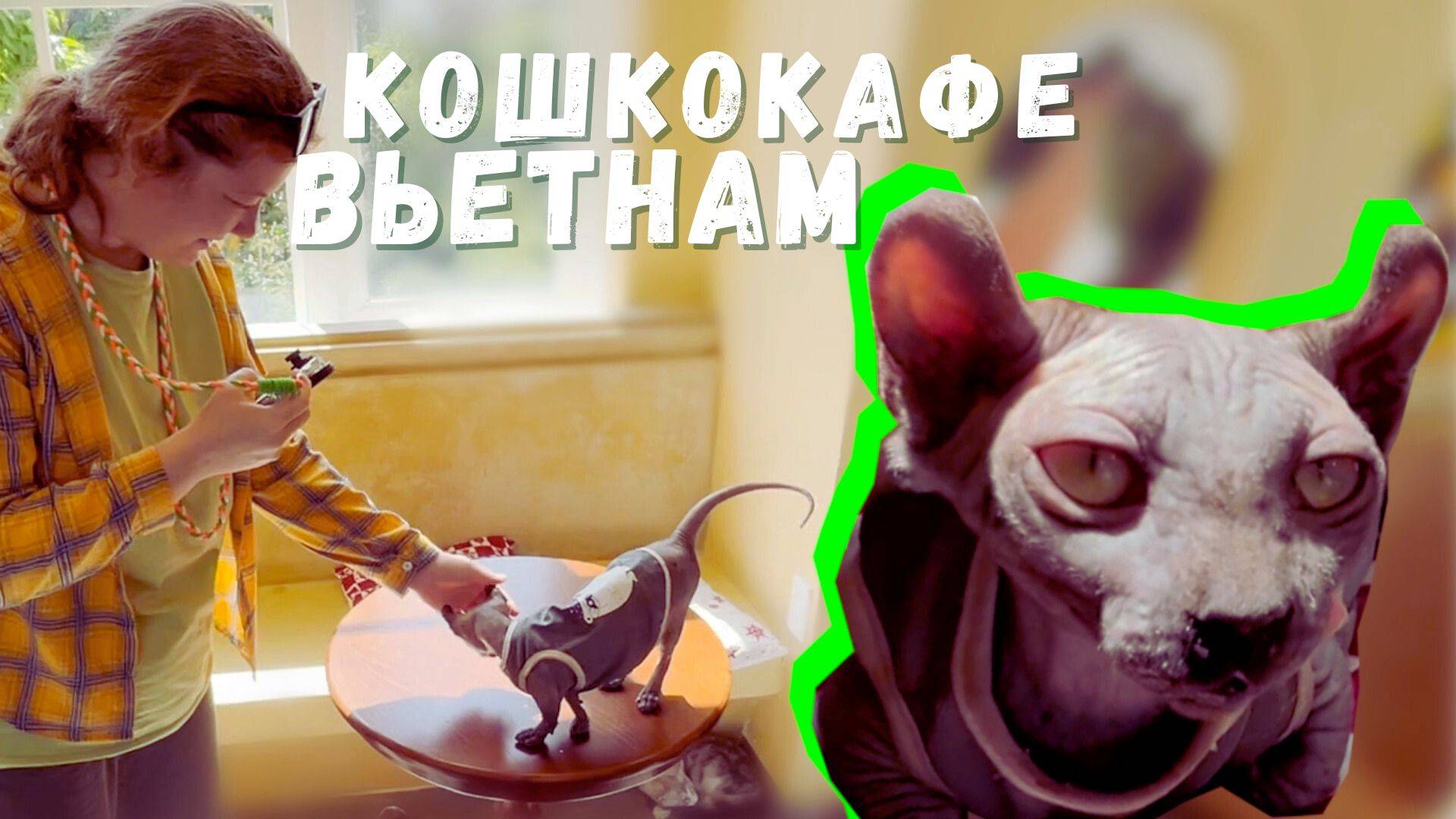 Кошачий рай и ароматный кофе: уникальное котокафе Catffe во Вьетнаме ☕ | Дананг смотреть онлайн