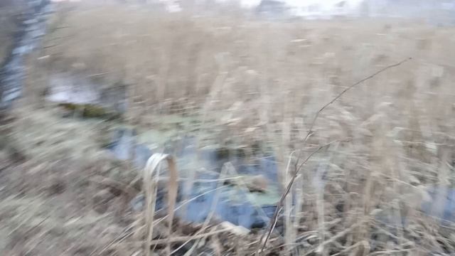 ЛО: бобровая плотина. смотреть онлайн