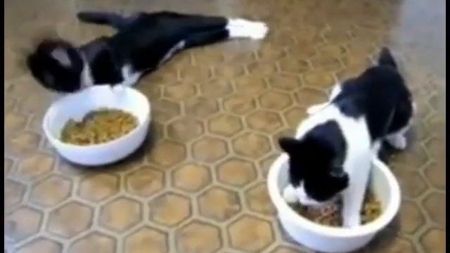 Cats after anesthesia (Push the tempo) смотреть онлайн