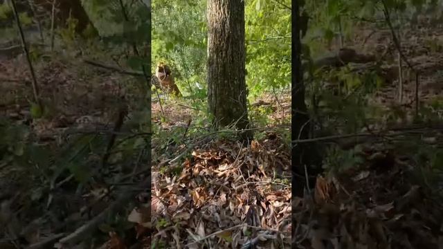 Hickory Tree Uprooting смотреть онлайн
