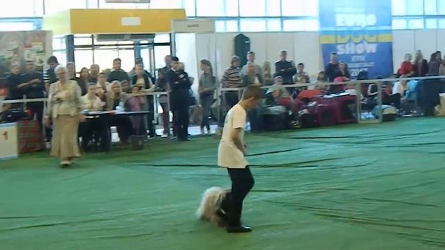 Junior Handler Сравнение Junior Handler смотреть онлайн