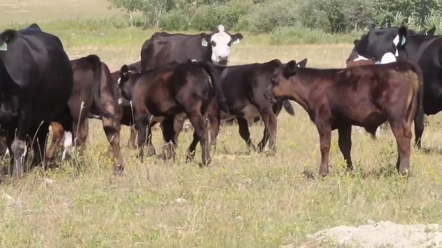 Calvin Rydzik - 2023 Steer & Heifer Calves (Glenavon, SK) смотреть онлайн