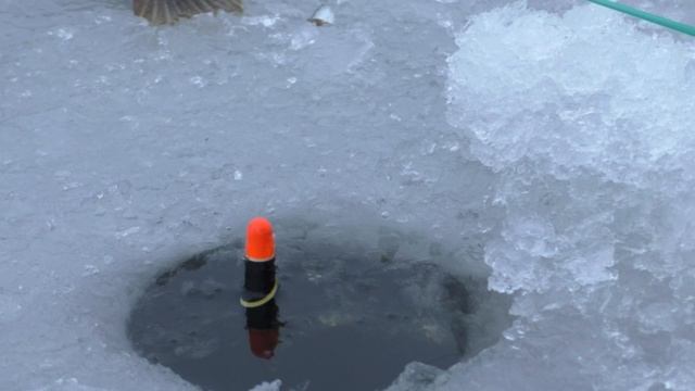 ЛОВЛЯ РОТАНА НА ПОПЛАВОК. КЛЕВ КРУПНЫМ ПЛАНОМ. БОЛОТО КИШИТ РЫБАМИ. АТАКА НА ПОДВОДНУЮ КАМЕРУ смотреть онлайн