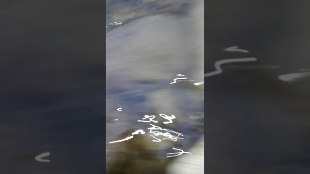 Миграция тысяч рачков-бокоплавов, или гаммаруса. смотреть онлайн