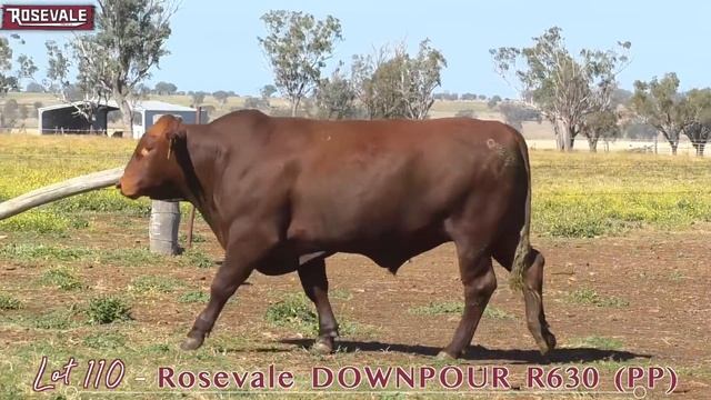 Lot 110 Rosevale Downpour R630 (PP) смотреть онлайн