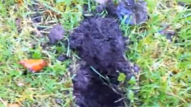 Find: Random park stuff - Bristol смотреть онлайн