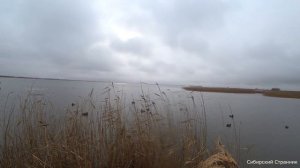 Такой охоты еще не было, утки как гуси