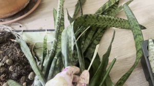 №58. Сансевиерия. Омолаживающая пересадка. Что делать, если куст развалился и листья упали.