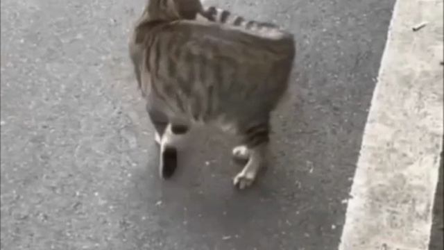 Мой ласковый и нежный зверь... смотреть онлайн