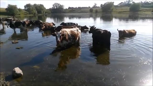Коровы купаются в пруду смотреть онлайн