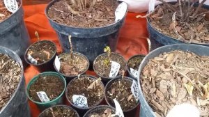 Крупнолистные гортензии в неотапливаемой теплице. Середина марта. Анализ ошибок #саженцыгортензий