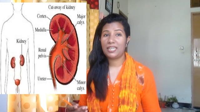 Urine Analysis (A'level Biology)EducatorSharmin смотреть онлайн