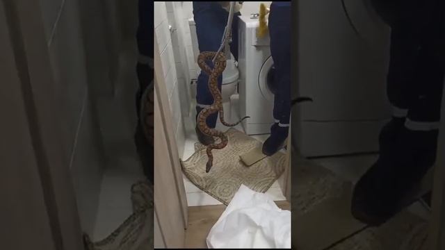 В Краснодаре прямо из унитаза выползла змея смотреть онлайн