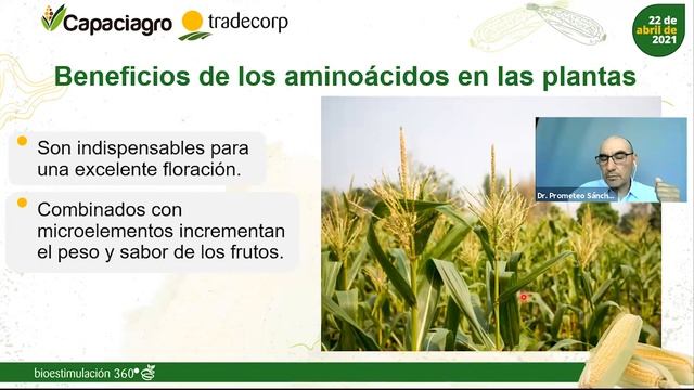 Maíz - ¿cómo mejorar su productividad? смотреть онлайн