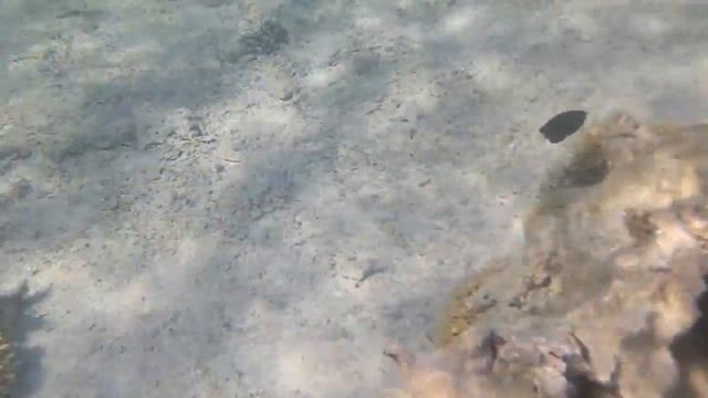 Red Sea/Sharm-El-Sheikh 2018 смотреть онлайн