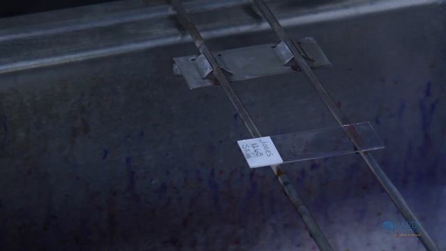 How to prepare the perfect Gram stain - Gram staining procedure смотреть онлайн